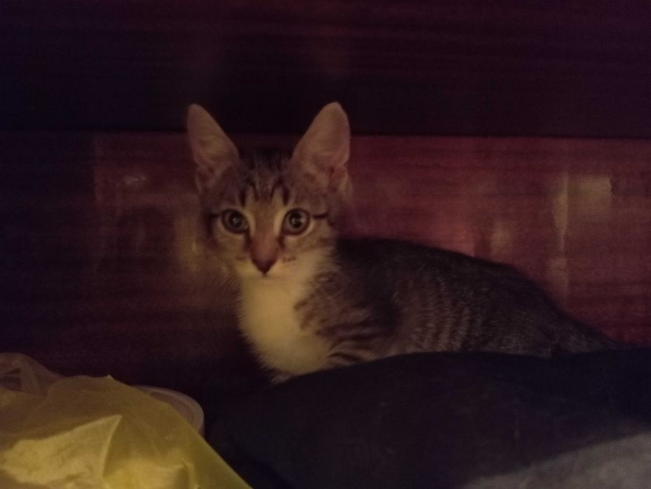 Котёнок в добрые руки