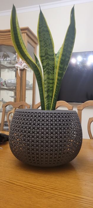 Продам цветок Сансевиерия