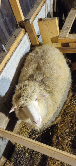 Vând oaie metis  ile de france cu lacaune sau masivul central