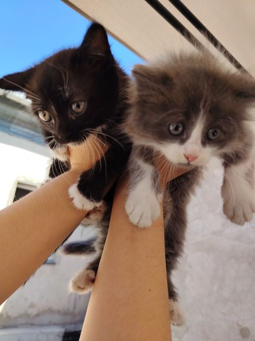 Котята бесплатно, ищут дом