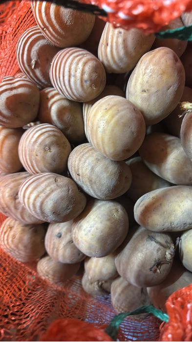 Семенной картошка Аладин