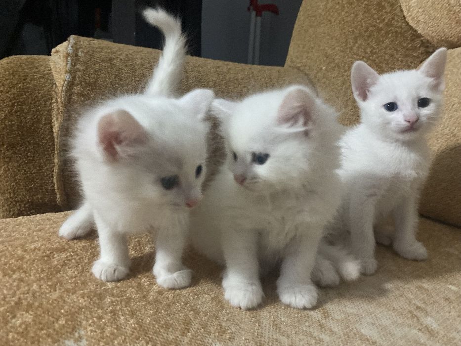 Турецкие ангоры котята