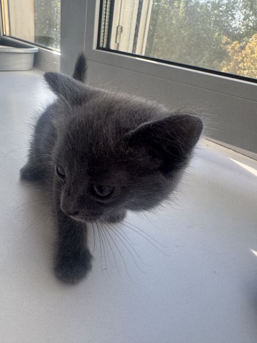 Срочно отдадим котят