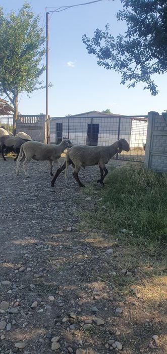 Vând Berbeci sarbesti și Bergamo