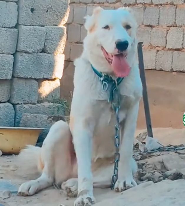 Алабай Ургашы линиясы бар