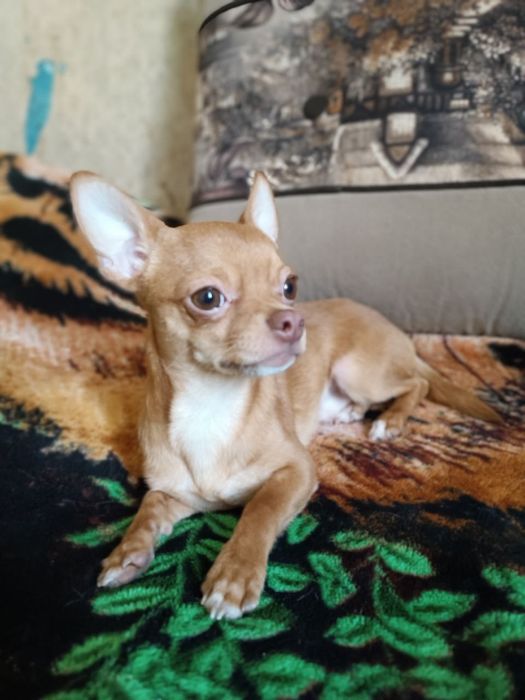 Ждём невесту Порода Чихвахва