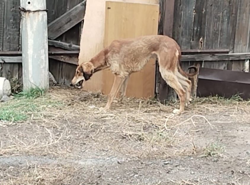 Продам тазы 9 месецев