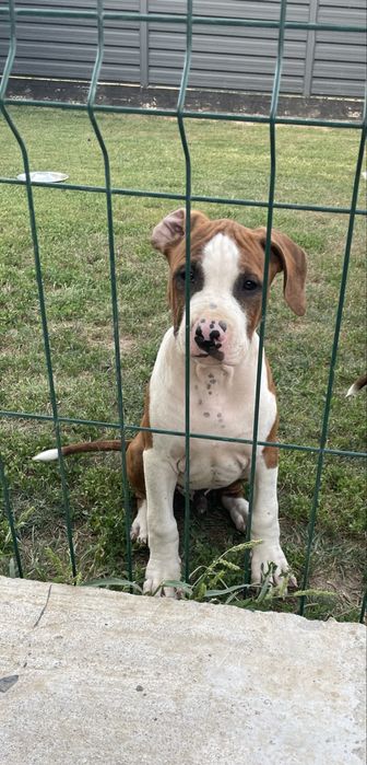American Staffordshire Terrier