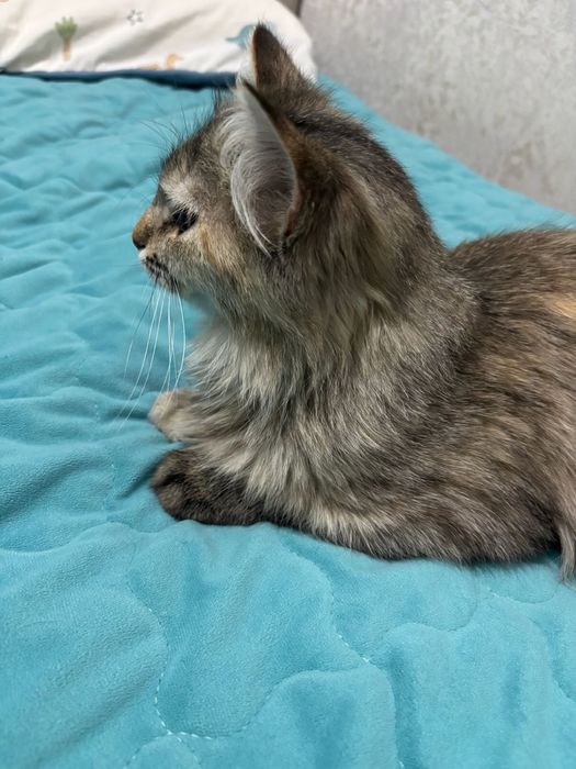 отдам кошку в хорошие руки