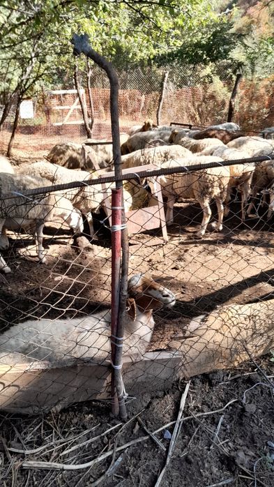 Саулық қойлар. Овцематки