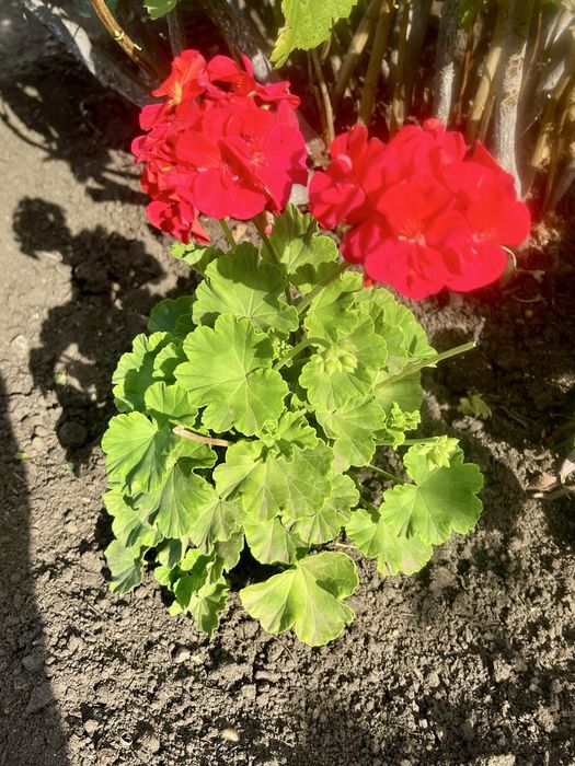 Продам саженцы пеларгонии ( герань)