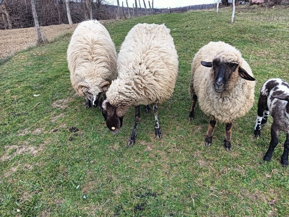 Vând 2 oi un și un berbec