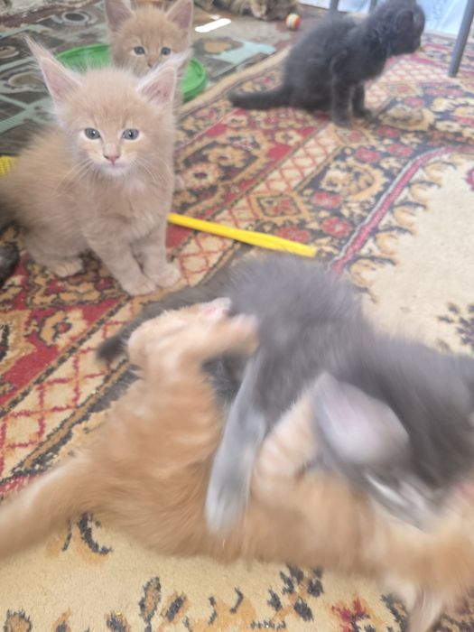 Котята породы Мейнкун