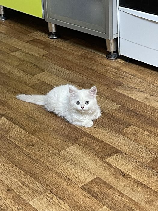 Продам кота мальчик