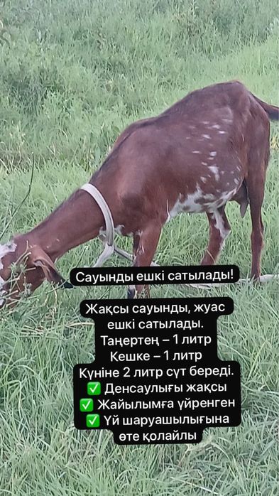 Ешкі сатылады