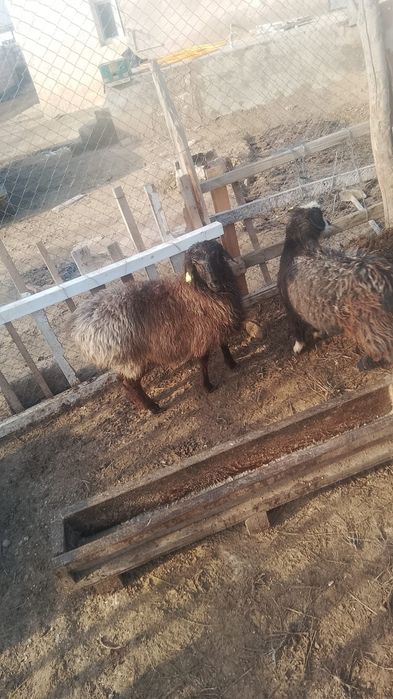 Кой ешкі козы лак