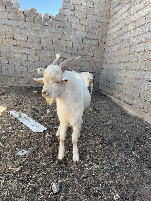 Онлайн порно: аналдағы бильярд добы