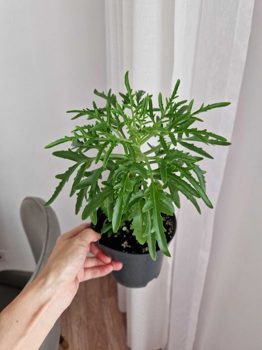 Каланхоэ оленьи рога, комнатные цветы