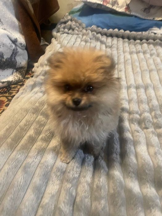 Продается шпиц девочка