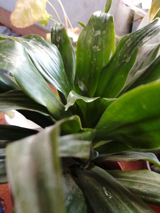 Цветок Аспидистро