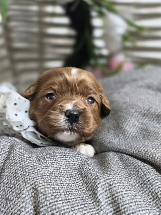 Кавапу F1/ Cavapoo F1 момичета, ветеринарен контрол и грижа от първия ден