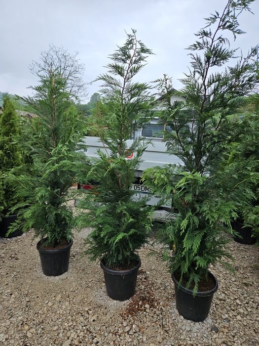 Leylandy toate dimensiunile