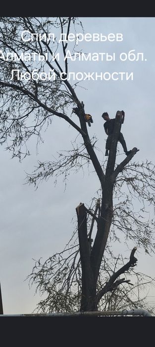 Спил деревьев,агаш кесемиз