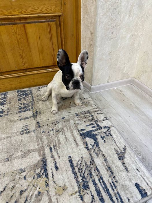 Продаётся французский бульдог 8 месяцев