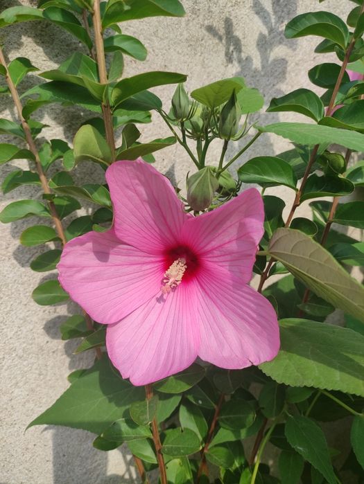 Хибискус Луна - градински