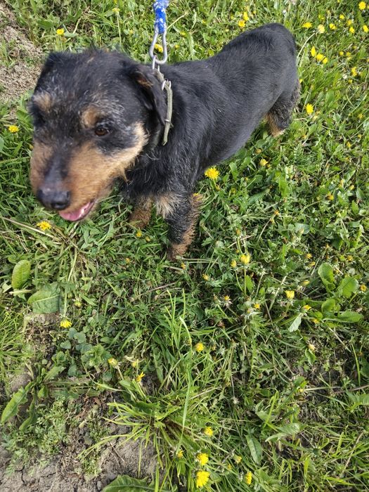 Vând câine de vânătoare jack terrier