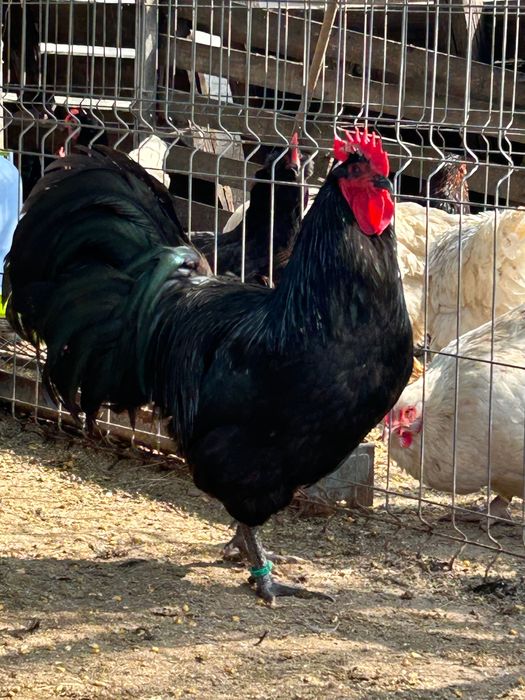 Gaini Australorp