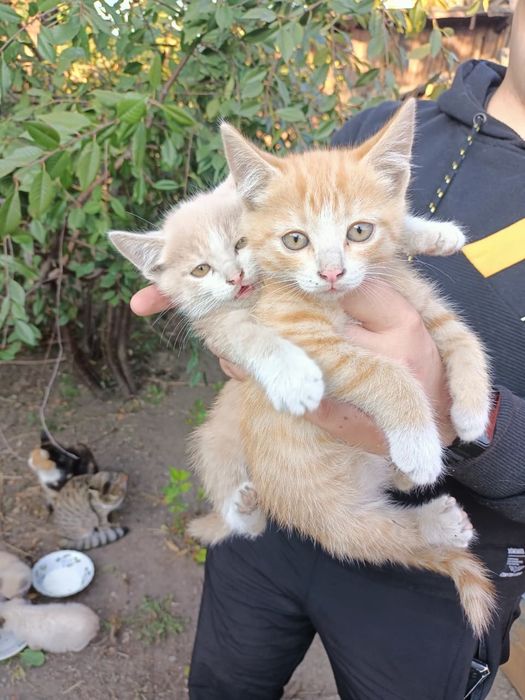 Отдам котят в хорошие руки
