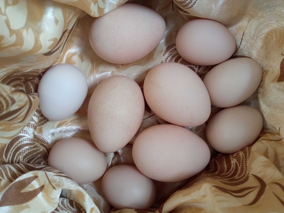 yangi tuxum, tovuq va tovus,