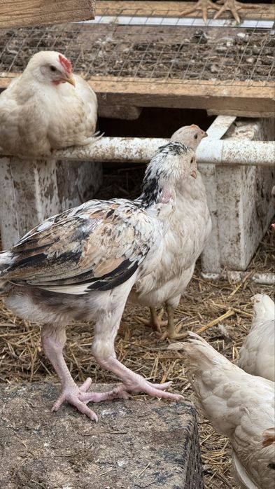 Петухи два месяца