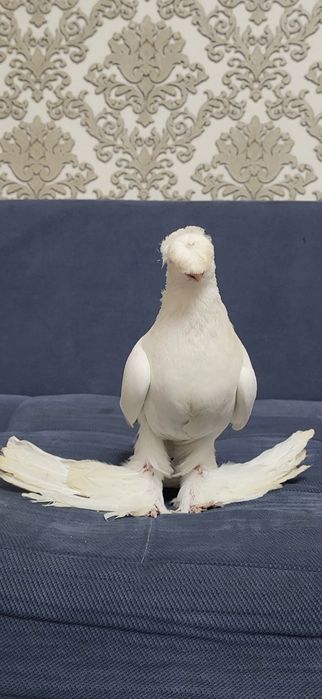 Голуби валерный..