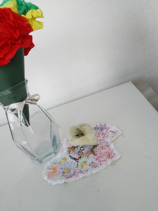 Продам цыплят двухсуточных