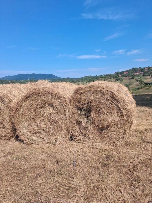 Vand baloti rotunzi