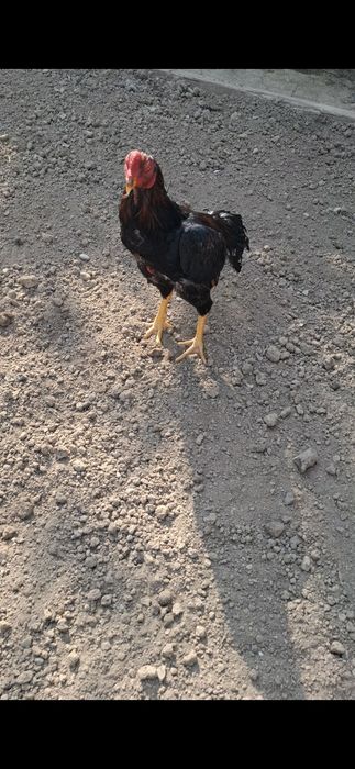 Дакан, бойцов...