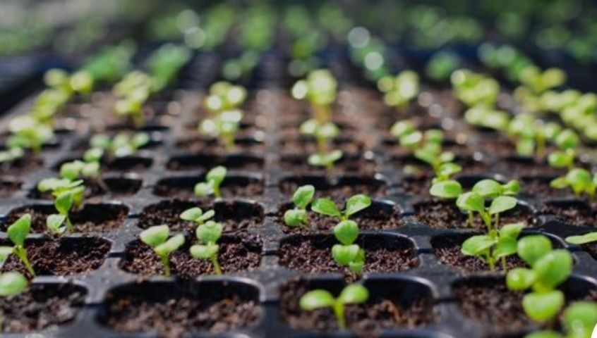 Продам рассаду помидор,перец, баклажан.