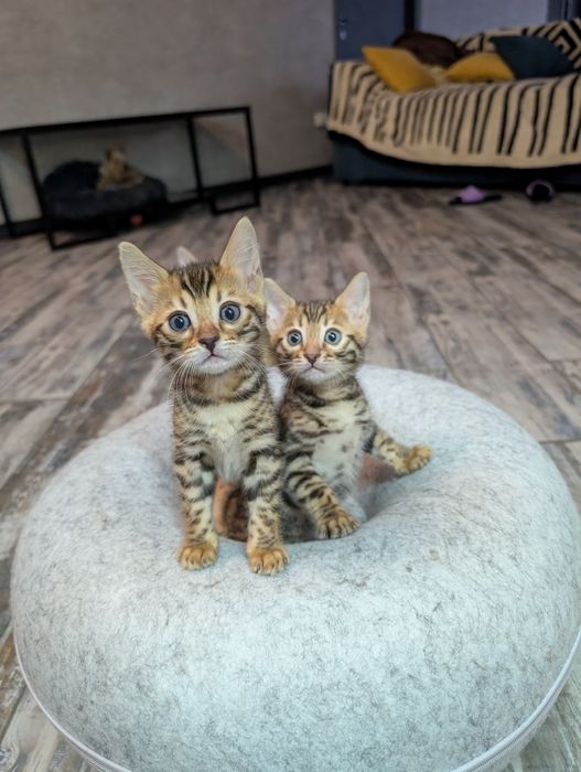 Бенгальские котята