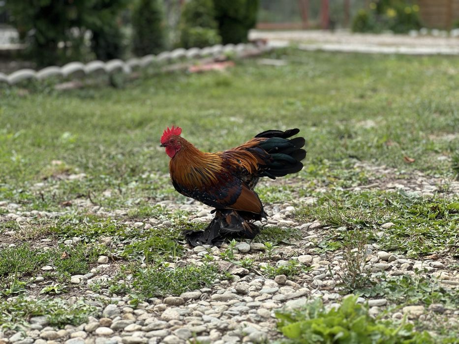 Mii de flori , cocoși !