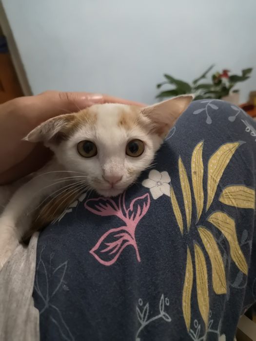Котенок мальчик 2мес