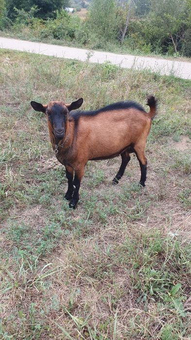 Vând Țap Alpin Francez