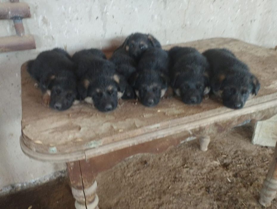 Щенки немецкой овчарки