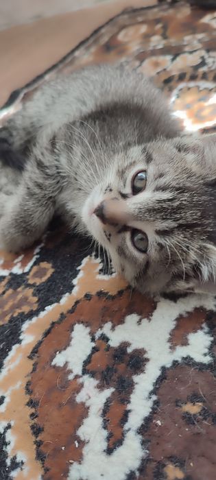 Симпотулечки- котята