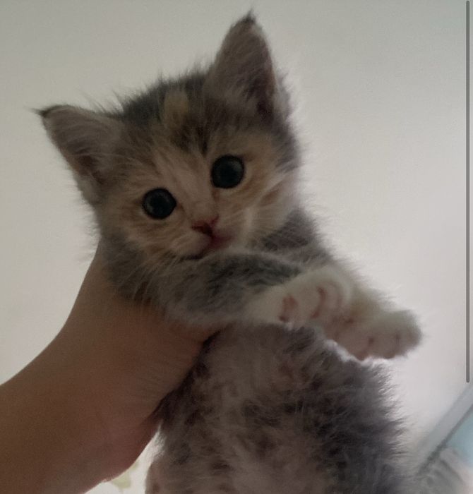 Отдам котенка в хорошие руки