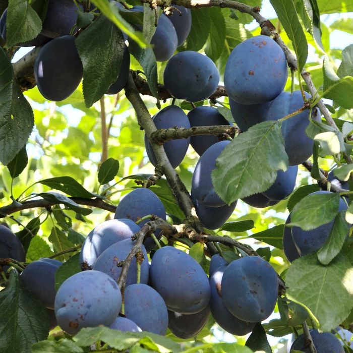 Продавам дворно място с овошки