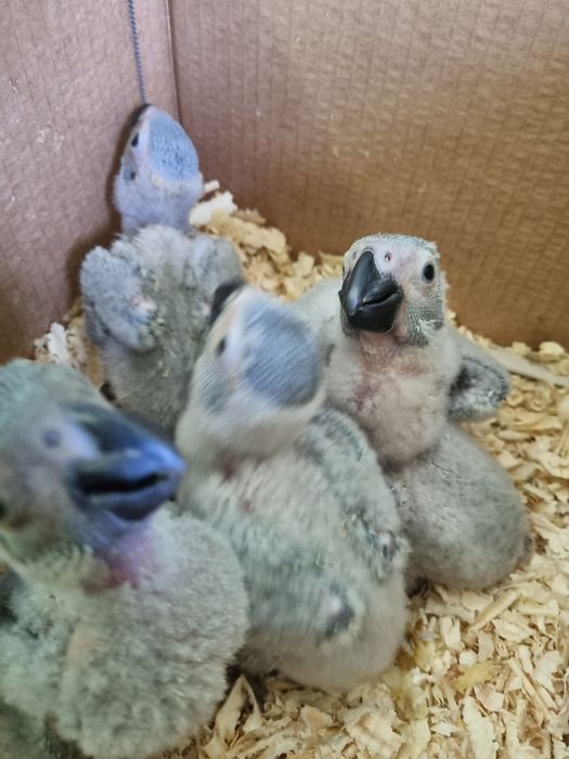 Vand pui papagal jako