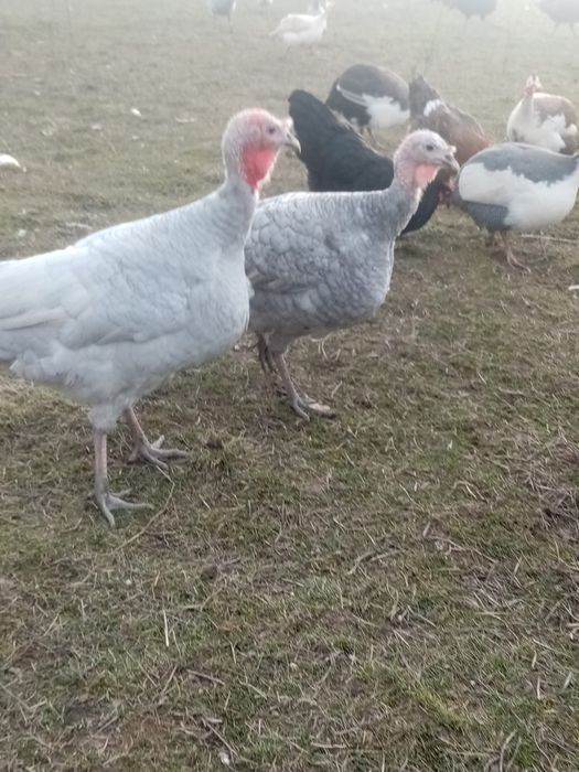 curci albastre si levanda