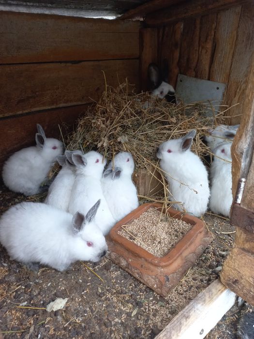 Vând iepurași californieni